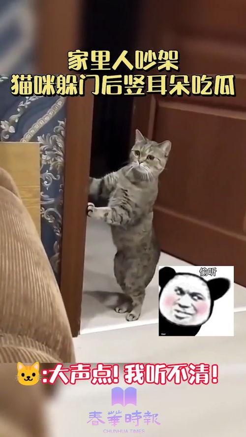 家里吵架猫咪吃瓜,猫咪意外成为家庭争吵“吃瓜群众”