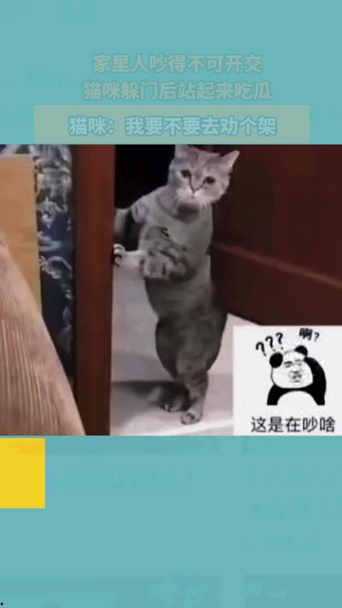家里吵架猫咪吃瓜,猫咪意外成为家庭争吵“吃瓜群众”