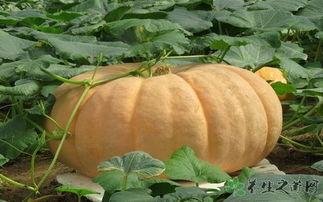 吃瓜胀气,揭秘夏日消暑美食背后的健康隐患