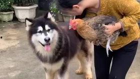 牛吃瓜中毒了,警惕动物食品安全