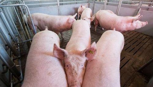 吃羊角瓜呕吐恶心,揭秘食用后的恶心呕吐现象