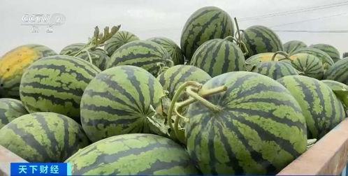 AI吃瓜演示,智能算法如何捕捉网络热点