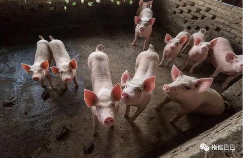 可以喂猪吃的瓜,盘点适合喂猪的各种瓜类食材