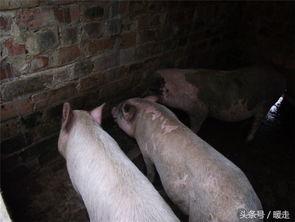 可以喂猪吃的瓜,盘点适合喂猪的各种瓜类食材