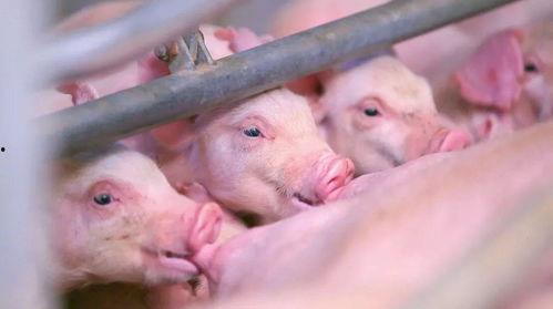 可以喂猪吃的瓜,盘点适合喂猪的各种瓜类食材