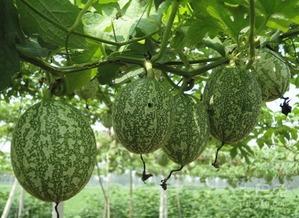 国民吃瓜图,揭秘娱乐圈幕后风云